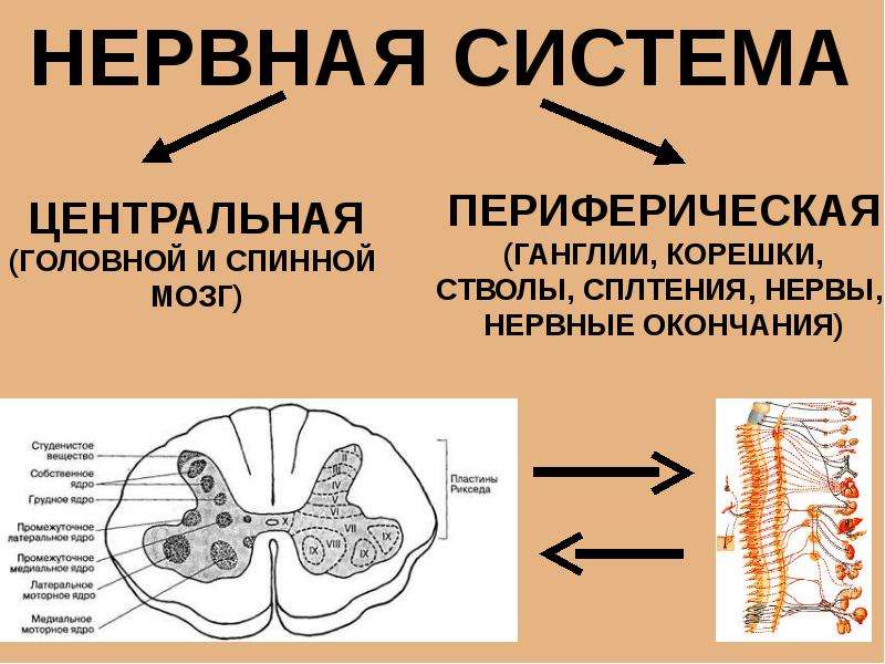 Развитие нервной системы. Демиелинизация периферической нервной системы в спинном мозге. Общая анатомия центральной нервной системы развитие. Накопление висмута в ЦНС. Висмут в ЦНС что это.