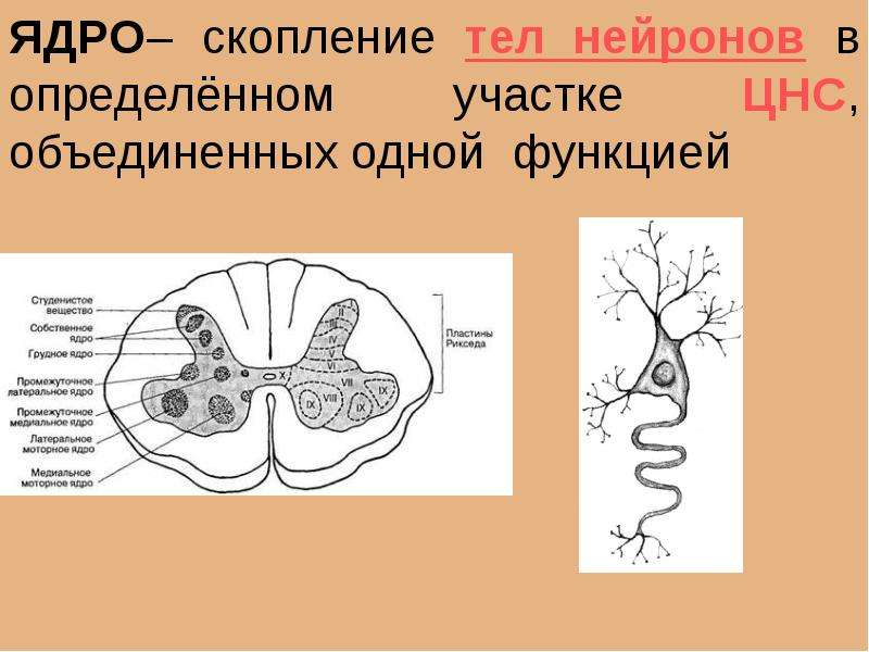 Скопление тел нейронов это. Скопление тел нервных клеток. Скопление тел нейронов в ЦНС. Скопление нервных клеток образует. Скопление тел нейронов образует.