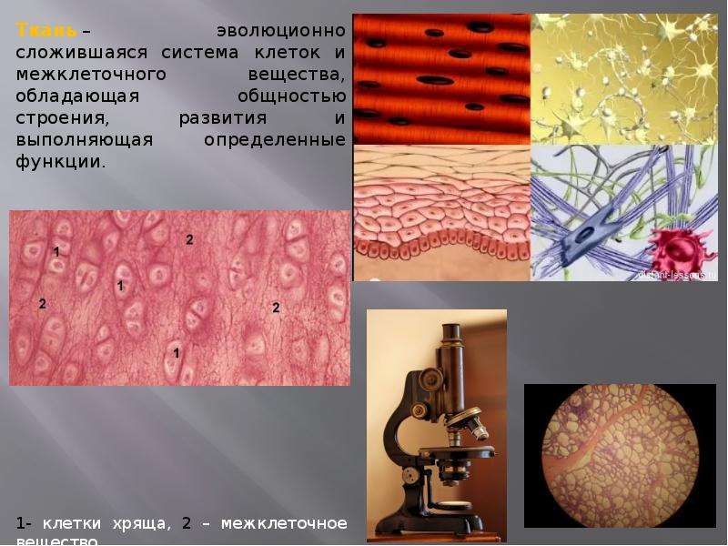 Презентация ткани анатомия