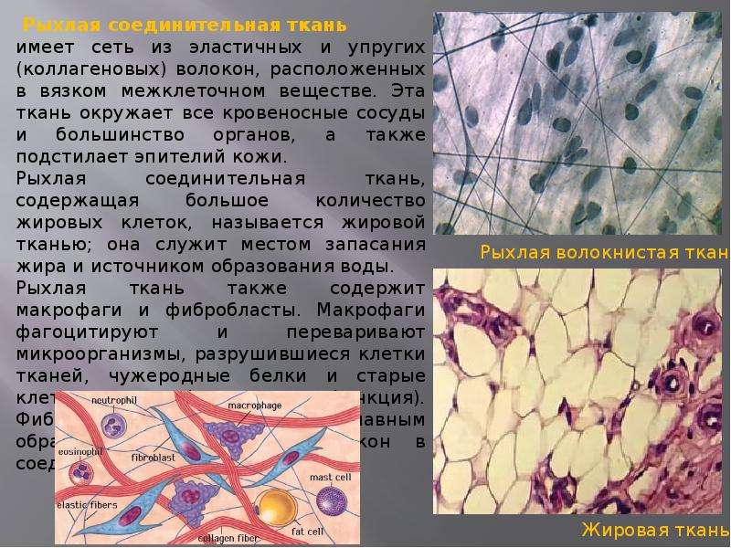 Структурная ткань. Белковые структуры тканей. Структура тканей человека фото. Интересные факты о тканях анатомия. Строение шелка.