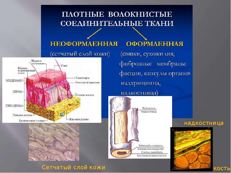 Презентация на тему ткани по анатомии. Строение шелка. Эректильная ткань строение.