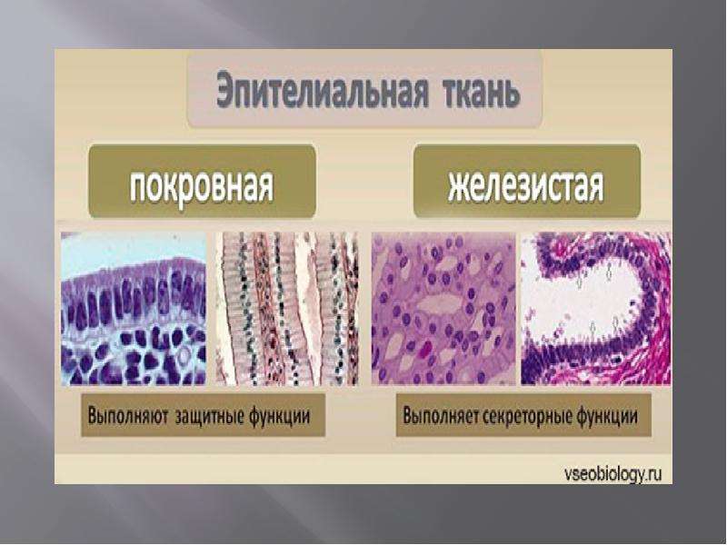 Виды тканей человека. Защитная ткань человека. Презентация ткани человека анатомия. Ткани человека презентация 8.