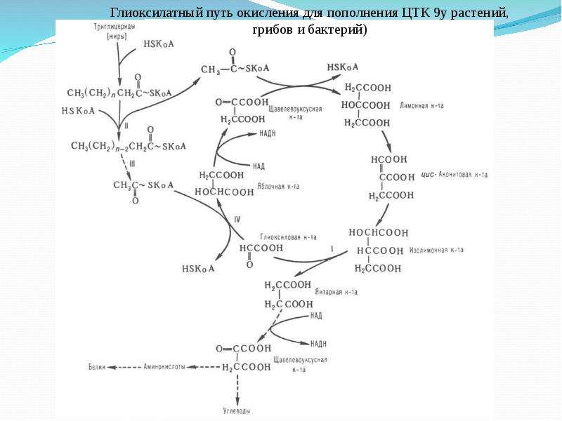 Схема общего пути катаболизма