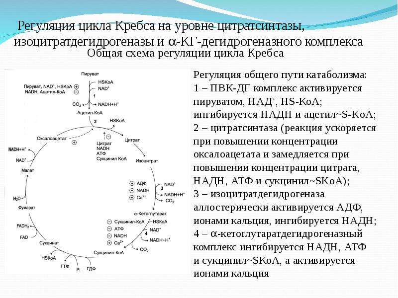 Цикл кребса картинки для презентации