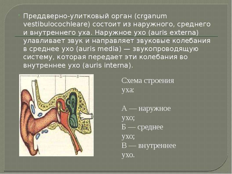 Презентация наружное ухо