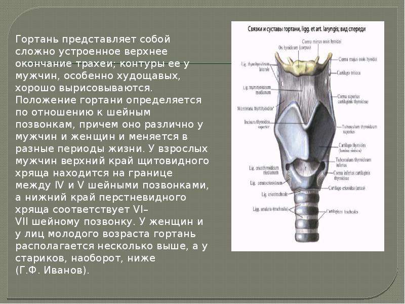 Возрастные особенности гортани презентация