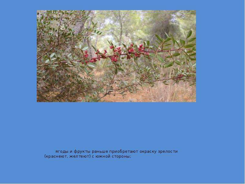 Приобретает окраску. Ягоды и фрукты раньше краснеют на Южной стороне. С какой стороны ягоды краснеют раньше. Ягоды приобретают окраску сначала с Южной стороны. Рисунки ягоды и фрукты раньше краснеют желтеют на Южной стороне.