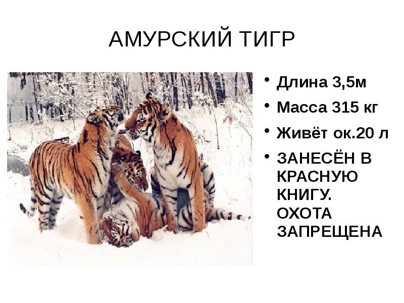 Амурский тигр красная книга 2 класс