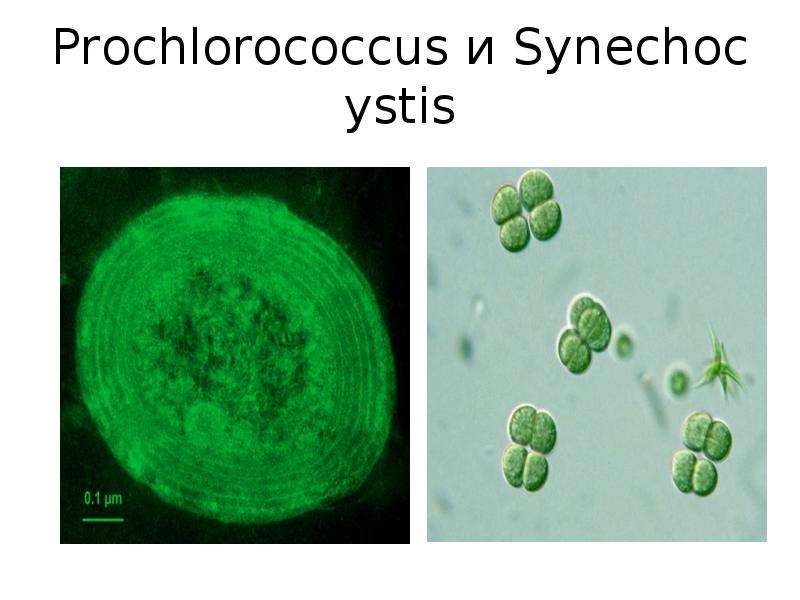Prochlorococcus и Synechocystis