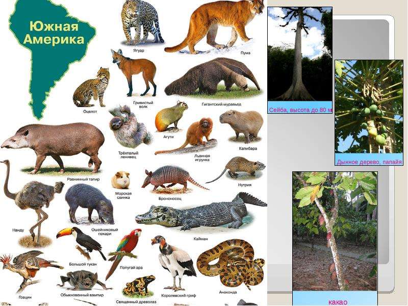 Южная америка животные и растения. Животныеюжноц Америки. Растительный и животный мир Южной Америки. Животные южнойной Америки.