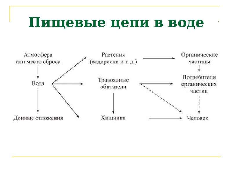 Пищевые цепи в аквариуме примеры