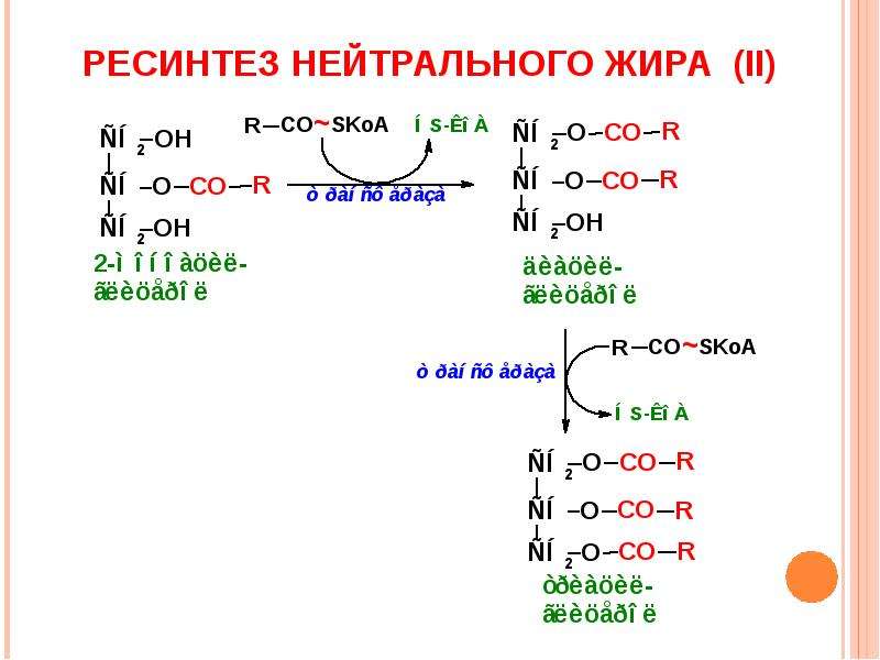 Ресинтез таг в стенке кишечника