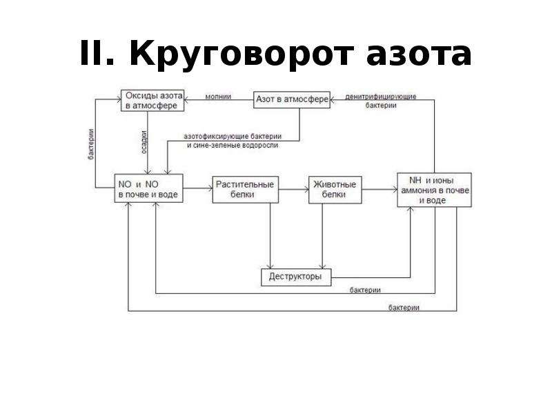 Составьте схему круговорота азота и стрелками разного цвета покажите