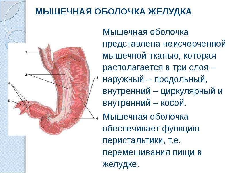 Функция оболочек желудка. Мышечная оболочка желудка послойно. Мышечный слой желудка состоит. Продольный мышечный слой желудка.