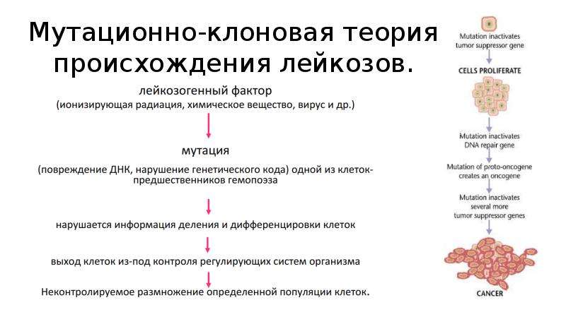 Лейкоз гемограмма. Клоновая теория лейкозов схема. Острый промиелоцитарный лейкоз презентация. Промиелоцитарный лейкоз анализ крови. Клоновое происхождение лейкозов.