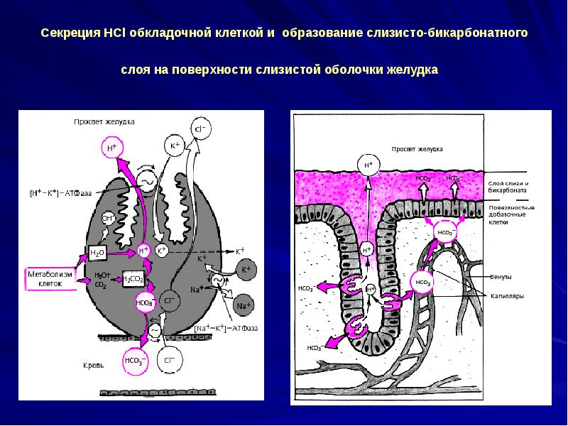 Секреция HCl обкладочной клеткой и образование слизисто-бикарбонатного слоя на поверхности слизистой