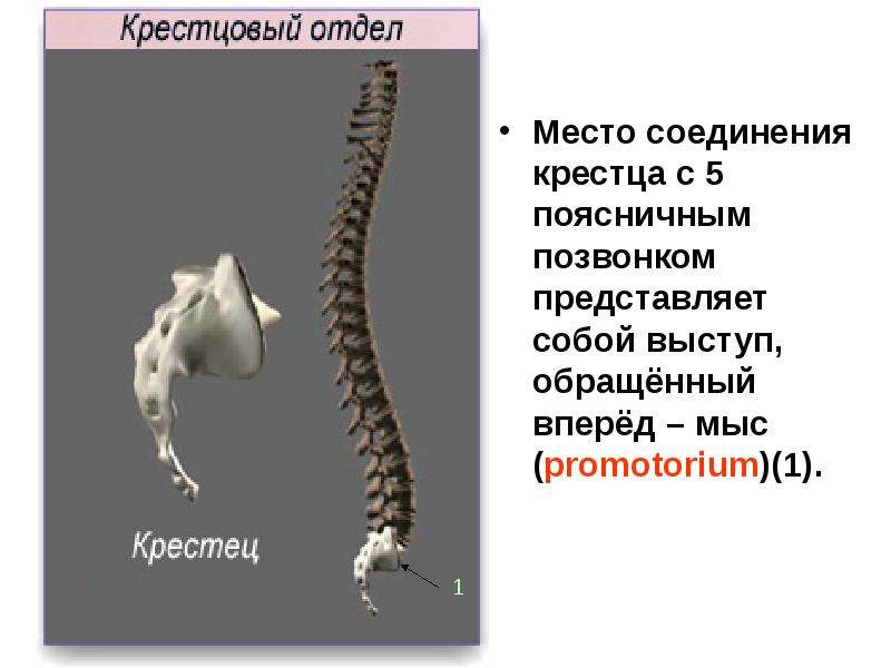 Презентация про позвоночник