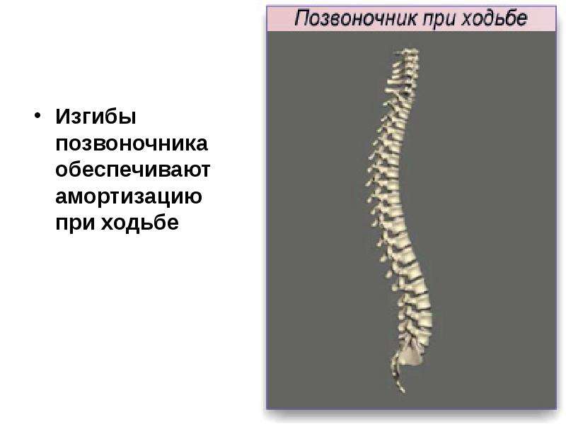 Презентация про позвоночник