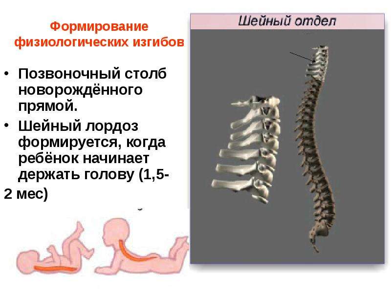 Презентация про позвоночник