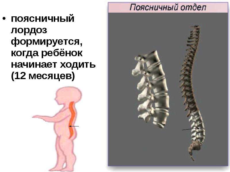 Презентация про позвоночник