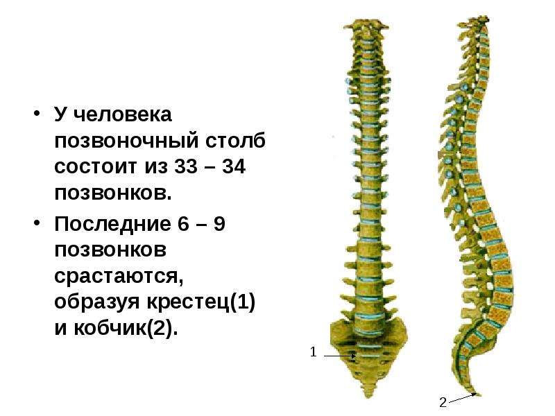 Презентация на тему позвоночник