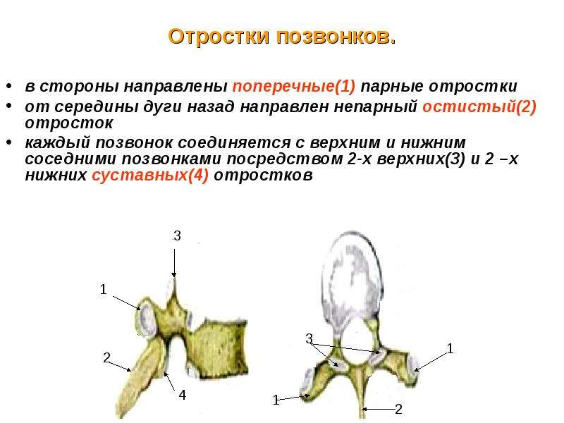 Презентация про позвоночник