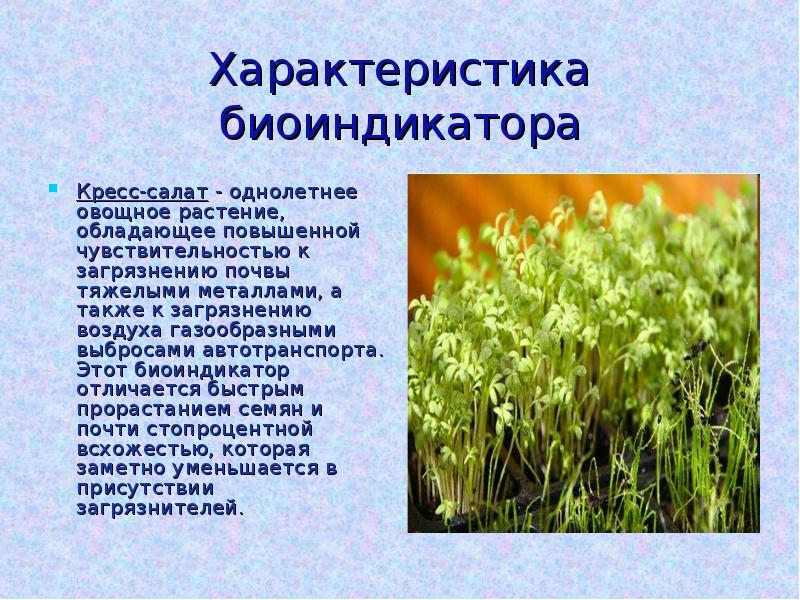 Кресс салат как показатель токсичности в воде