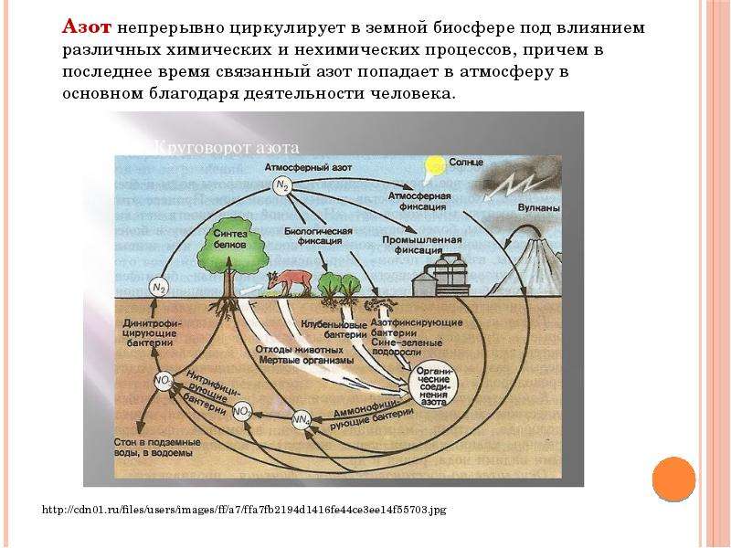 Функции биосферы схема