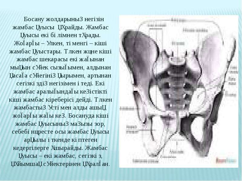 Тар жамбас презентация