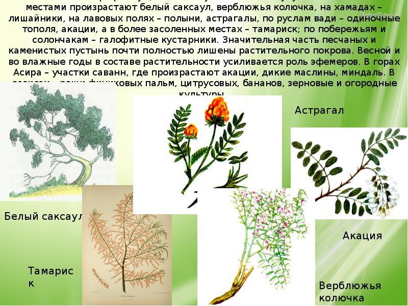 Тополь акация. Верблюжья колючка ,Полынь, саксаул.. Саксаул белый. Саксаул верблюжья колючка Тип взаимоотношений.