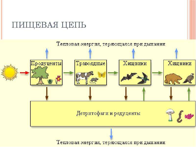 Общая схема круговорота веществ в экологической системе