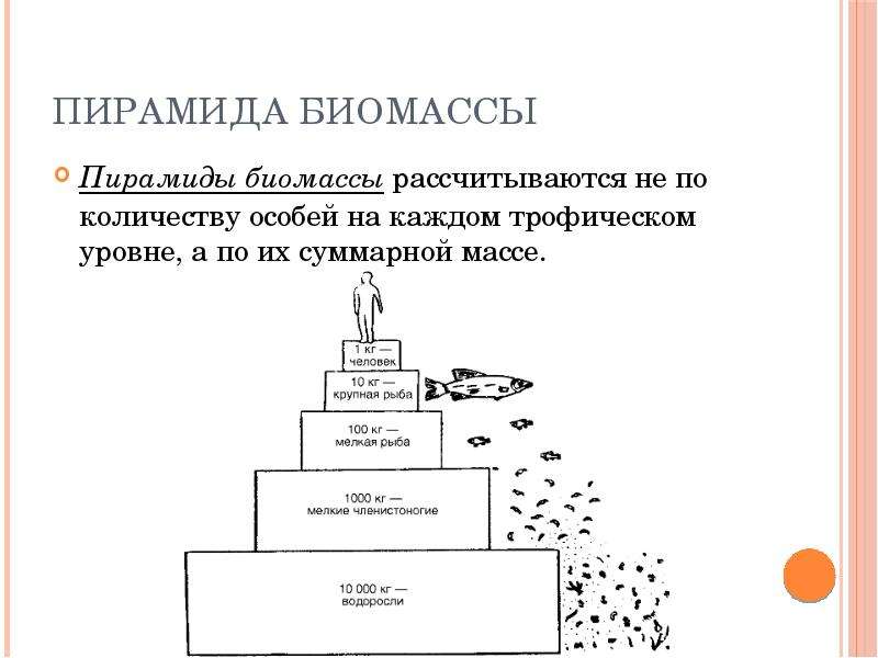 Пищевые связи круговорот веществ и превращение энергии в экосистемах презентация 11 класс