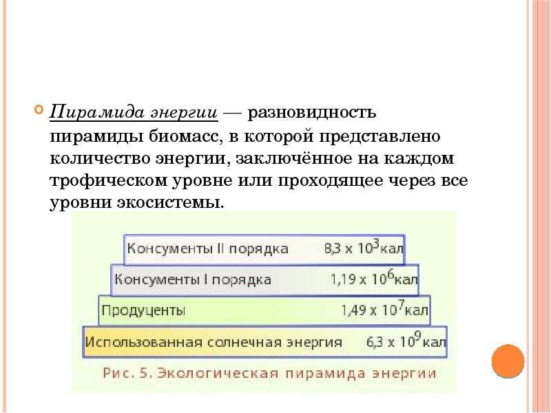 Сколько процентов энергии доходит до второго трофического уровня на приведенной схеме