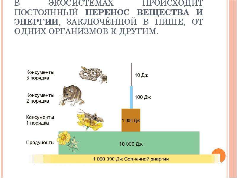 Пищевые связи в экосистеме 9 класс презентация