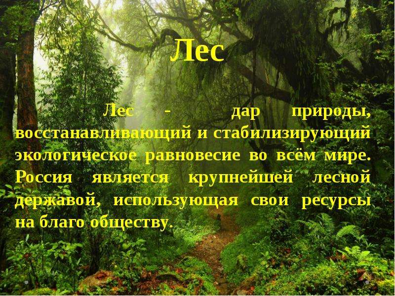 Лесная держава. Дары природы лес. Россия Лесная держава. Картинки лес с дарами природы. Крупнейшая Лесная держава.