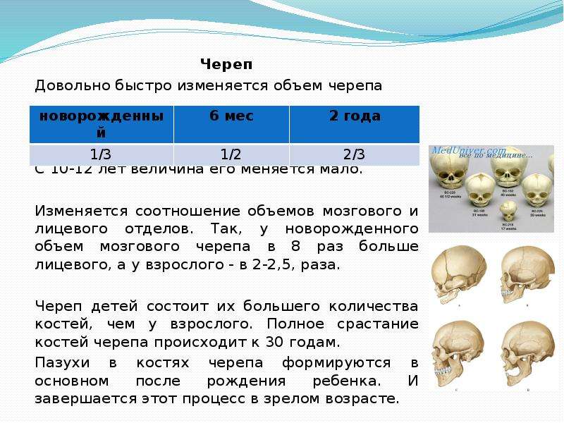 Объем головного мозга человека в см3