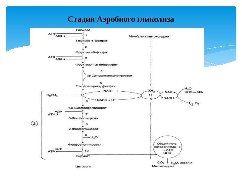 Схема гликолиза биохимия