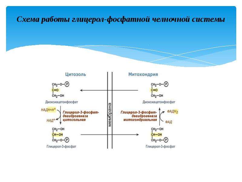 Схема глицерофосфатного челночного механизма