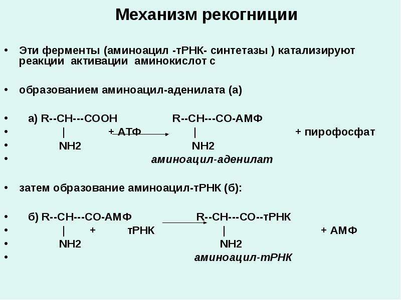 Реакция активации. Этап активации аминокислот рекогниция. Реакция активации аминокислот. Активация и рекогниция аминокислот. Этапы активации аминокислот.