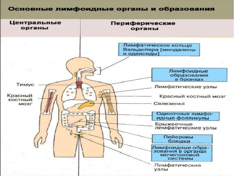 Органы лимфатической системы. Центральные и периферические органы лимфатической системы. Органы лимфатической системы человека схема. Органы лимфатической системы человека таблица. Органы лимфатической системы и их функции таблица.