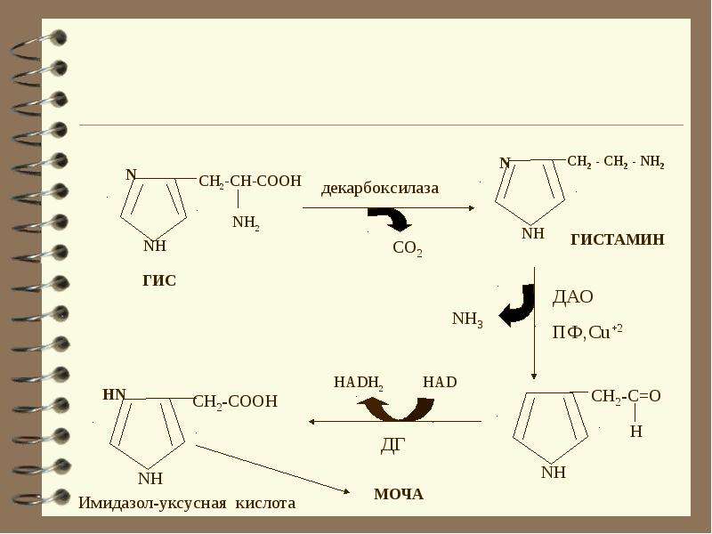 R cooh класс. Nh2-Ch-Cooh. Декарбоксилаза + c11h5nh2ohnhcooh. Белок + ch3cooh. Крахмал и ch3cooh.