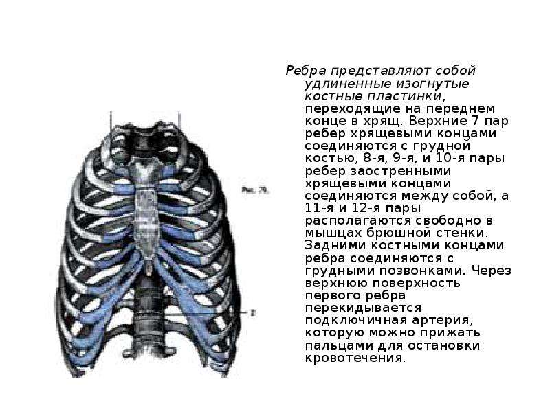 Нижние края ребер. Хрящ ребра анатомия. Хрящевая часть ребра. Передний конец ребра. Передний и задний конец ребра.