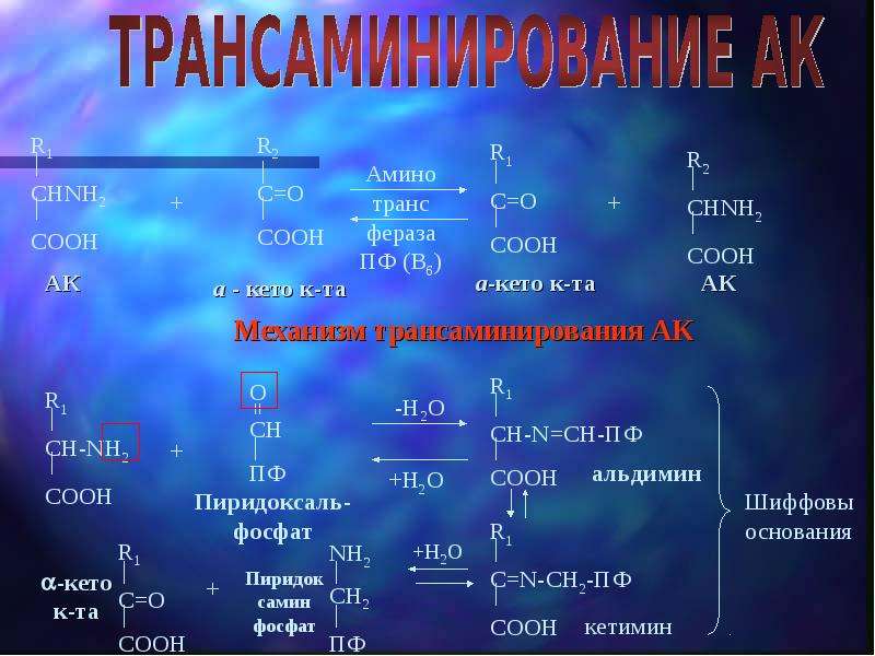 Трансдезаминирование аланина. Дезаминирование белков. Трансаминирование и дезаминирование. Транс дезаминирование аминокислот.