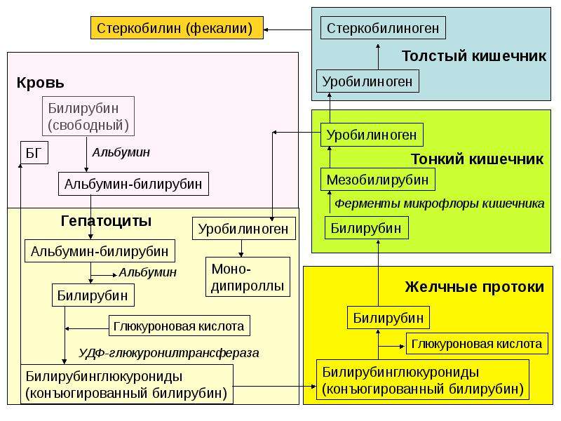 Хромопротеиды. Патология пигментного обмена. Взаимосвязь обменов, слайд 12