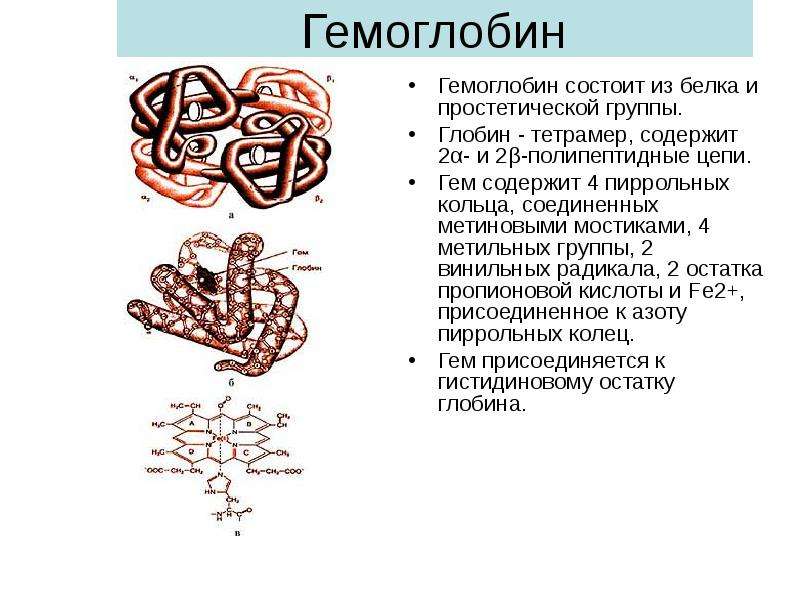 Гемоглобин состоит из белка и простетической группы. Гемоглобин состоит из белка и простетической гр