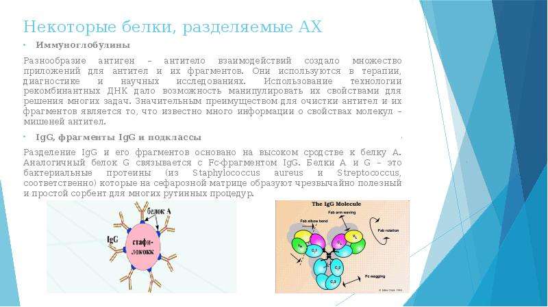 Белки деления