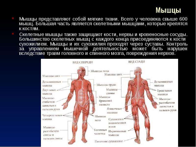 Мышцы представляют