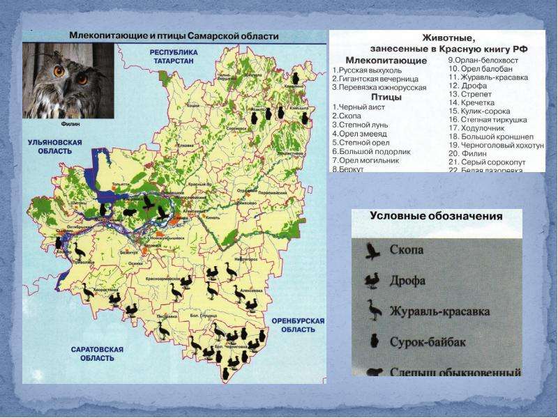 Географическое самарская область. География Самарской области. Карта Самарской области. Карта животных Самарской области. Карта Самарской области для презентации.