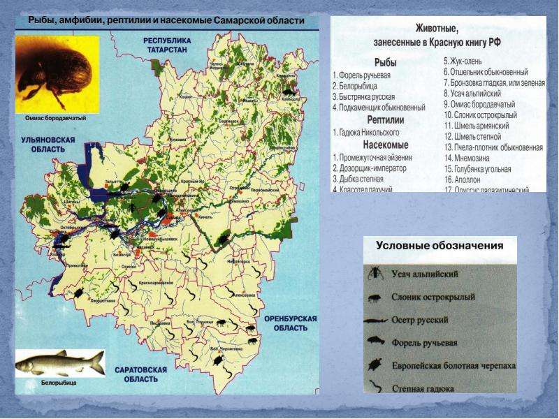Какие водные объекты находятся в самарской области. Животный мир Самарской области карта. Карта зверей Самарской области. Карта растительный мир Самарской области. Территория Самарской области.