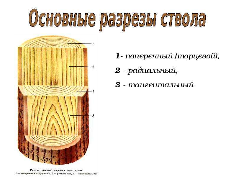 Рисунок древесины в разрезе